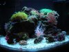 myminireef.JPG