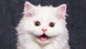 1674083379069.png