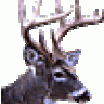 Gcreeper3