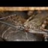 KenTheBugGuy