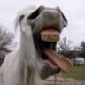 The Yawning Horse