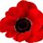 Poppy
